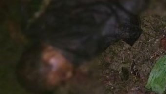 বরিশালে স্বেচ্ছাসেবক দল নেতাকে পিটিয়ে হত্যা