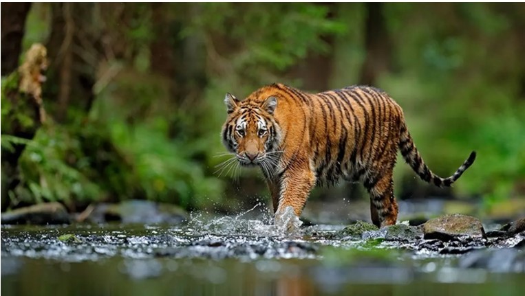 সুন্দরবনে বেড়েছে ১০ শতাংশ বাঘ