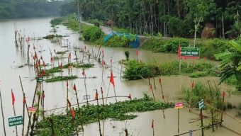 বরগুনায় মা মাছ রক্ষায় অভয়াশ্রম, বেড়েছে দেশীয় মাছ