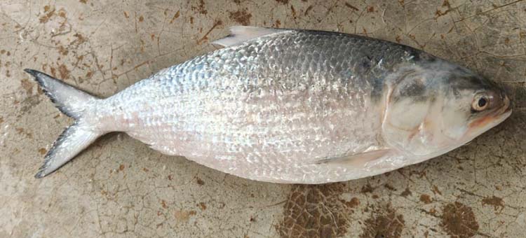 বঙ্গোপসাগরের এক ইলিশ বিক্রি হলো ৬ হাজার টাকায়