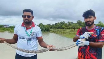 ৫ ফুট দৈর্ঘ্যের তীব্র বিষধর পদ্ম গোখরা সাপ উদ্ধার করে বনে অবমুক্ত 