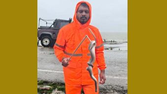 কুয়াকাটা সৈকতে ভেসে এলো বিরল প্রজাতির কাঁকড়া-ভুক পাইন্না সাপ 