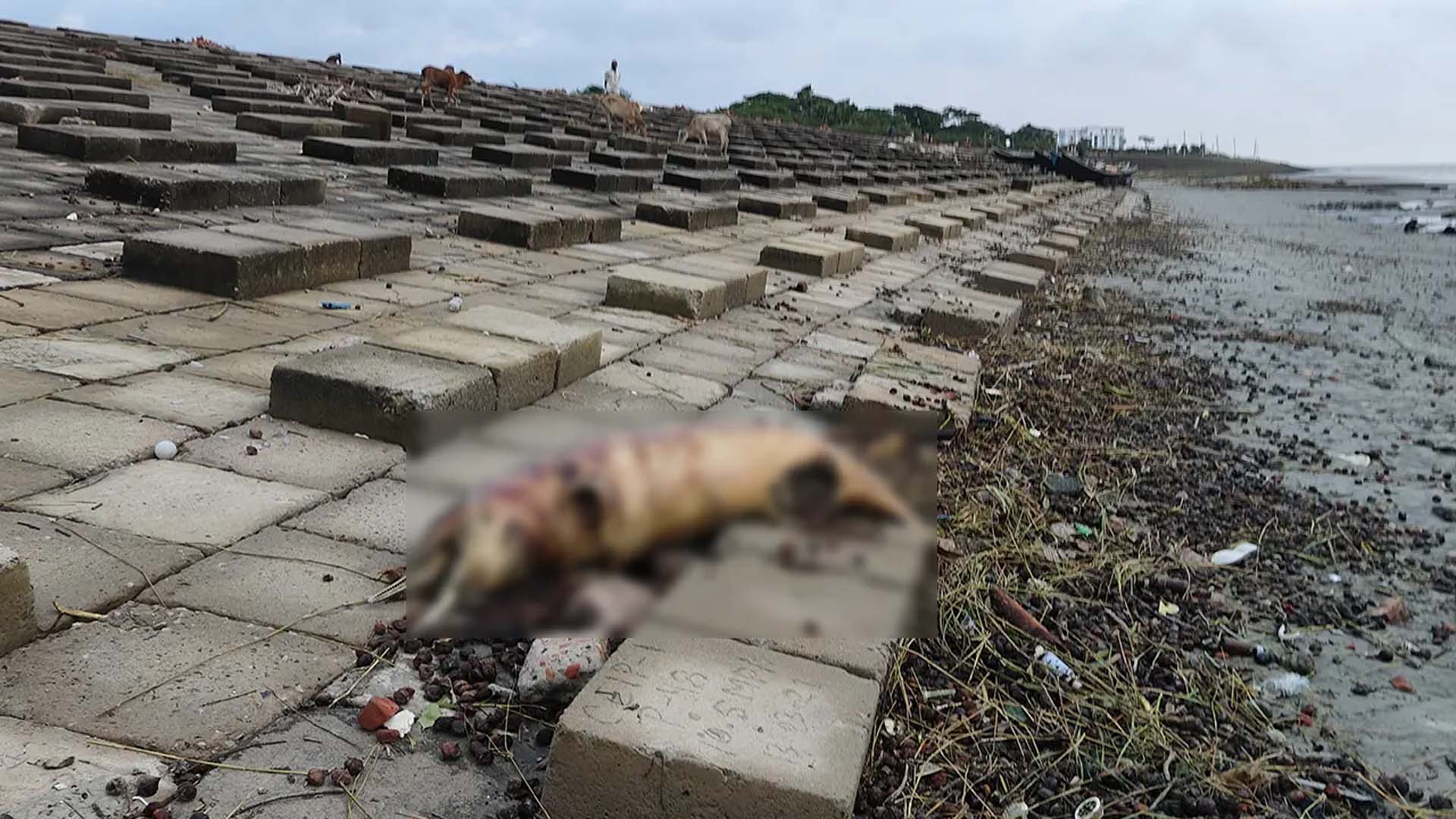 কুয়াকাটায় ভেসে এলো ৮ ফুট লম্বা মৃত ডলফিন
