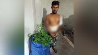 সবজি চাষের আড়ালে গাঁজা চাষ!