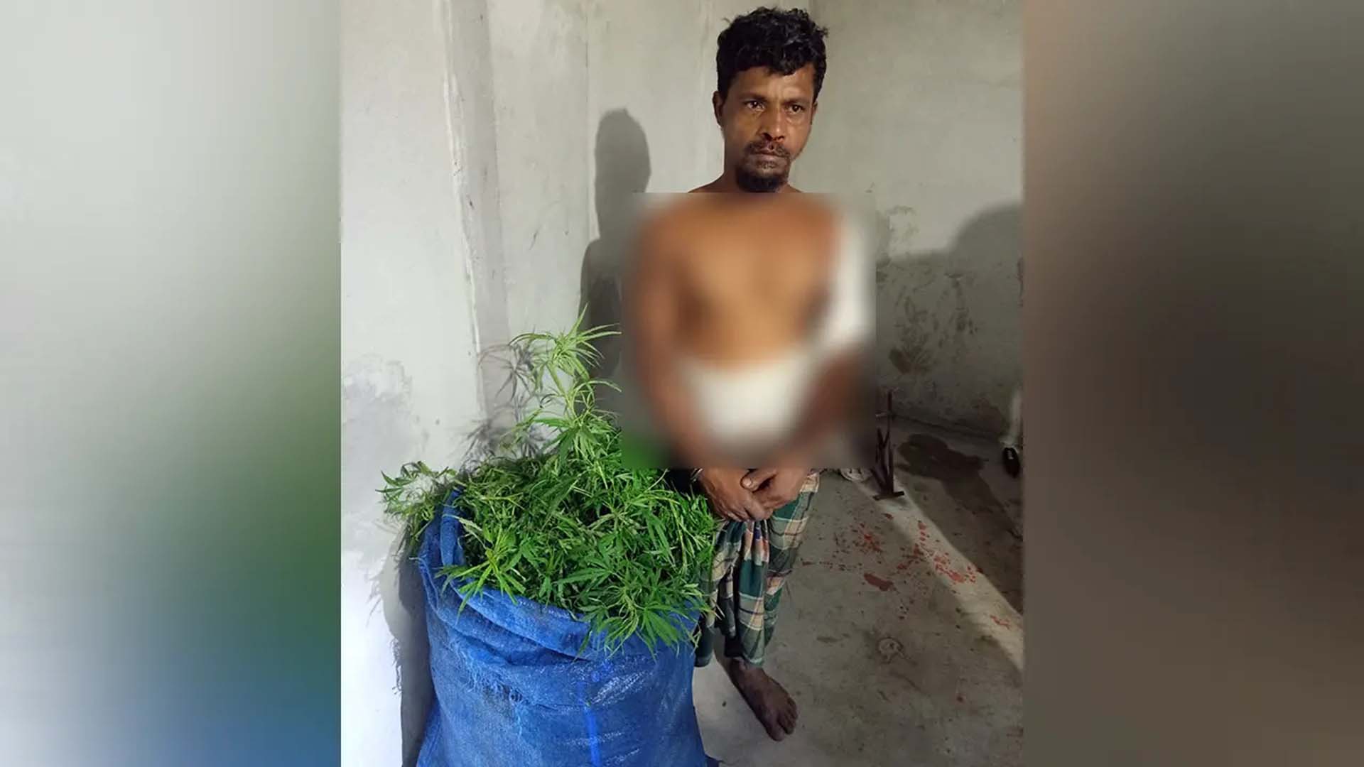 সবজি চাষের আড়ালে গাঁজা চাষ!