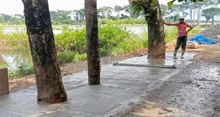 সড়কের মাঝখানে গাছ রেখেই ঢালাই সম্পন্ন