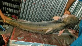 বরগুনায় এক পাঙাস সাড়ে ২৩ হাজারে বিক্রি