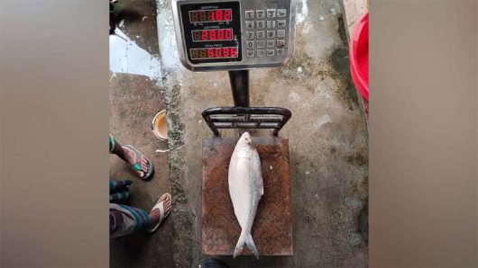 এক ইলিশ বিক্রি ৬ হাজার টাকায়