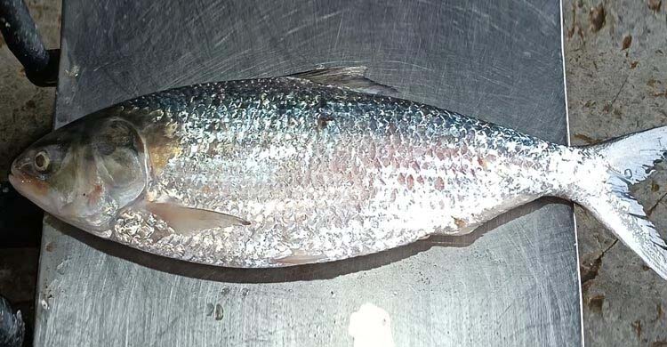 কুয়াকাটায় ধরা পড়লো বড় ইলিশ, ৫৮৭৫ টাকায় বিক্রি