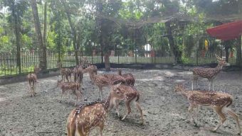দুর্গাসাগর থেকে হরিণ নিখোঁজ : তদন্তে প্রশাসন ও পুলিশ