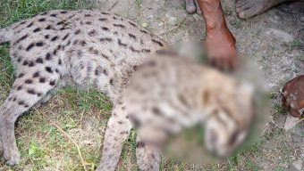 আহত মেছো বাঘকে পিটিয়ে মারলো এলাকাবাসী