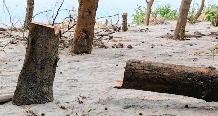 গঙ্গামতির সংরক্ষিত বন উজাড়