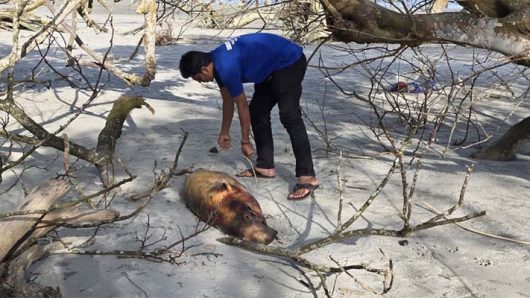 কুয়াকাটা সৈকতে ভেসে এলো ১০ ফুট লম্বা ইরাবতী ডলফিন