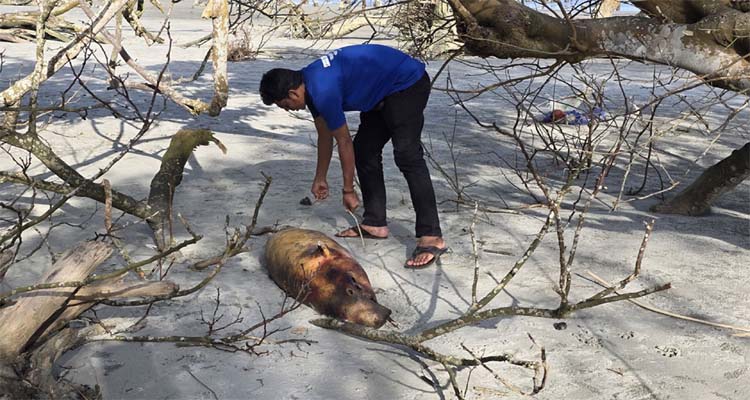 কুয়াকাটা সৈকতে ভেসে এলো ১০ ফুট লম্বা ইরাবতী ডলফিন