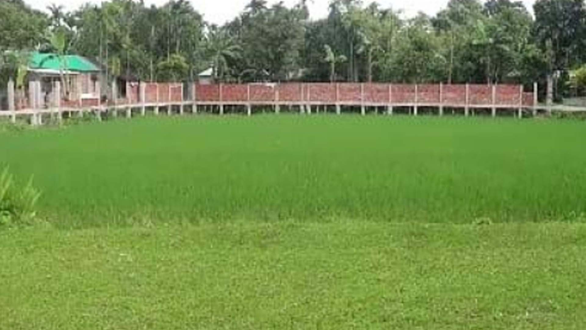 বিদ্যালয়ের মাঠে ধান চাষ, তদন্তে প্রশাসন