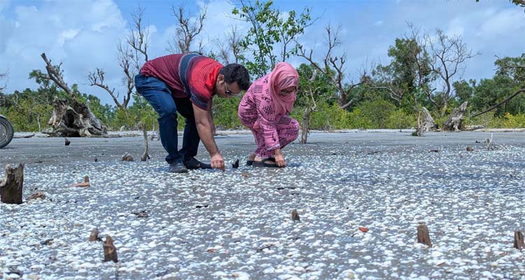 কুয়াকাটা সৈকতজুড়ে অজস্র সাদা ঝিনুক, মুগ্ধ পর্যটকরা