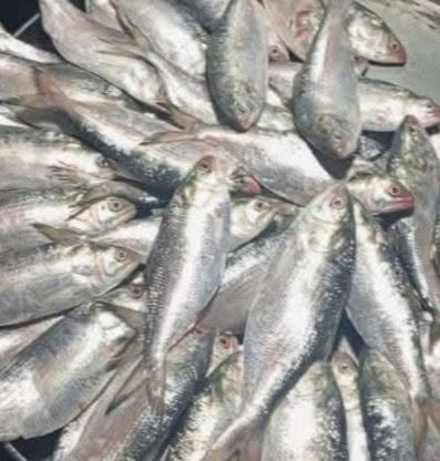 বরিশালের বন্দর থানা এলাকায় মা ইলিশ অভিযানের মধ্যেই সিন্ডিকেটের মহা উৎসব দিনে দিনে লাখ টাকার মাছ বেচাকেনা