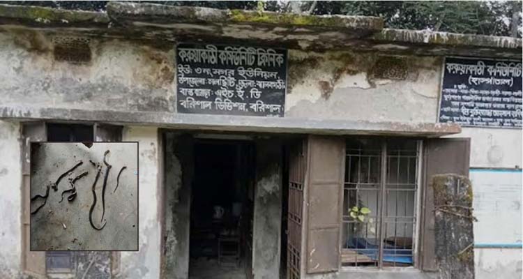 কমিউনিটি ক্লিনিকে একসঙ্গে সাত সাপ, আতঙ্ক স্থানীয়দের মধ্যে