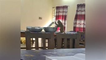 বানরের আক্রমণে শতাধিক ছাত্রী আহত