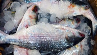 ১৩ দিনে ভারতে ১৪৫ টন ইলিশ পাঠাল বাংলাদেশ