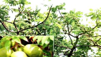বরিশালের আমড়া দেশ ছাড়িয়ে উপমহাদেশেও জনপ্রিয়