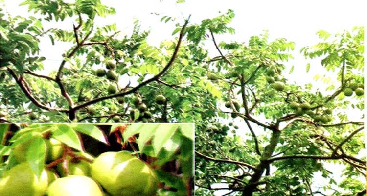 বরিশালের আমড়া দেশ ছাড়িয়ে উপমহাদেশেও জনপ্রিয়