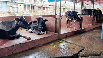 বরিশাল নগরীতে পরীক্ষা-নিরীক্ষা ছাড়াই হয় গরু জবাই