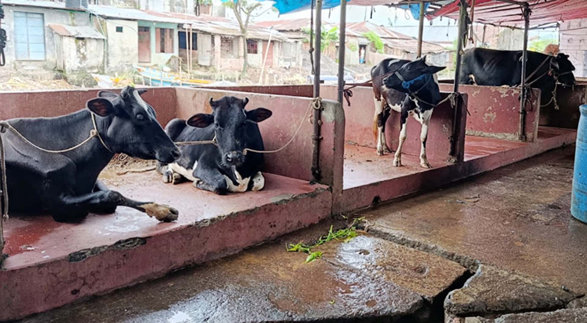 বরিশাল নগরীতে পরীক্ষা-নিরীক্ষা ছাড়াই হয় গরু জবাই