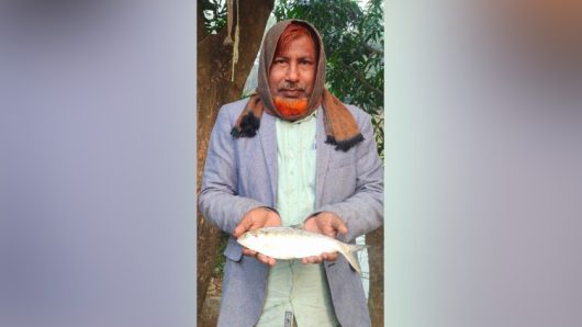 পুকুরে মিলল রুপালি ইলিশ