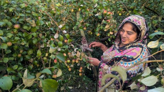 পটুয়াখালীতে বরই চাষে সফল নারী উদ্যোক্তা তাসলিমা