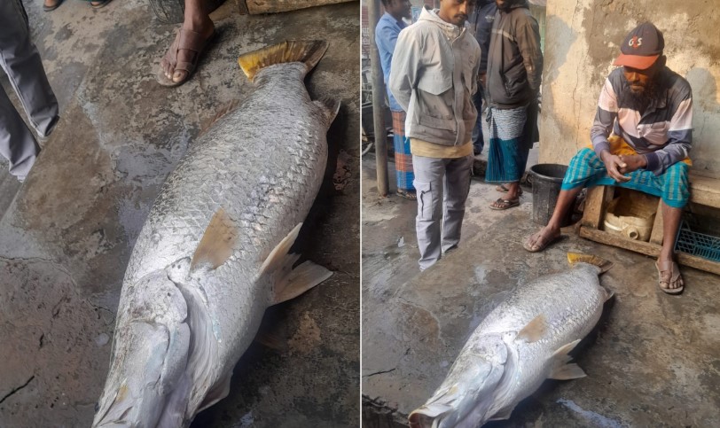 তালতলীর সাগর মোহনায় ভেসে উঠল ২২ কেজির কোরাল