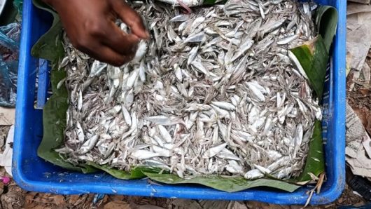 পায়রা নদীতে অবাধে চলছে গুঁড়ো মাছ নিধন