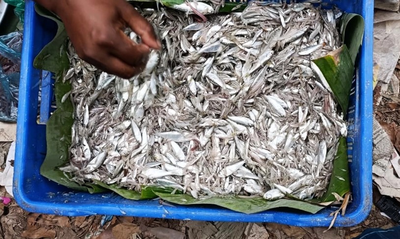পায়রা নদীতে অবাধে চলছে গুঁড়ো মাছ নিধন