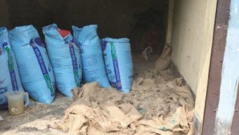 সরকারি চালে ইঁদুর-পোকার বসবাস, পচন ধরেছে ১৫০০ কেজিতে
