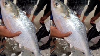 বরগুনায় এক ইলিশের দাম সাড়ে ৭ হাজার টাকা