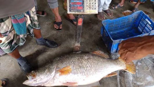 কুয়াকাটায় জেলের জালে ২৩ কেজির কোরাল