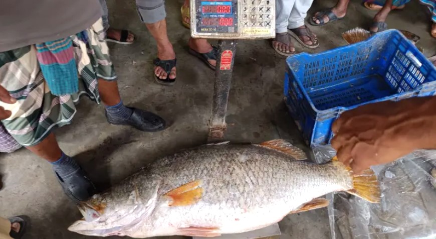 কুয়াকাটায় জেলের জালে ২৩ কেজির কোরাল