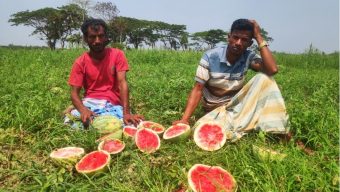 শত্রুতার জেরে ২৪ একর জমির তরমুজ ধ্বংস