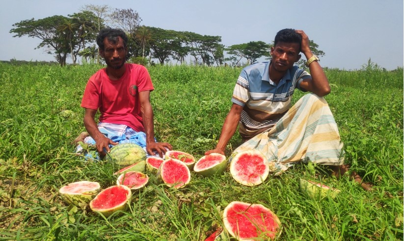শত্রুতার জেরে ২৪ একর জমির তরমুজ ধ্বংস