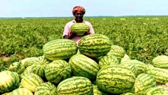 দুশ্চিন্তায় বরগুনার তরমুজ চাষিরা