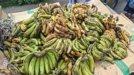 ঝালকাঠিতে স্কুল ফিডিংয়ে শিক্ষার্থীদের হাতে পচা কলা