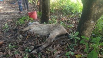গরু বলে ঘোড়ার মাংস বিক্রি, জবাই করা ১৪ ঘোড়া উদ্ধার
