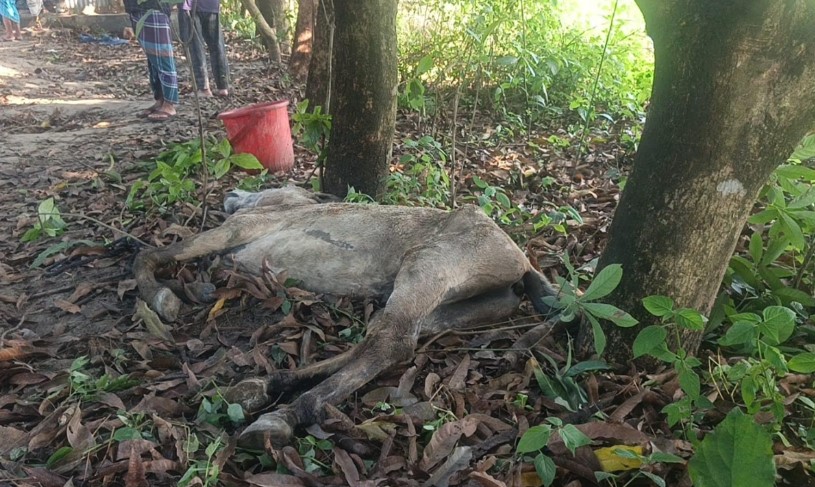 গরু বলে ঘোড়ার মাংস বিক্রি, জবাই করা ১৪ ঘোড়া উদ্ধার