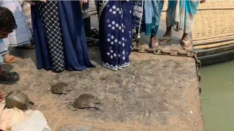 পাচারের সময় ১৩টি কচ্ছপ উদ্ধার