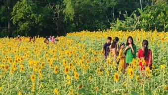 এক হাজার হেক্টর জমিতে সূর্যমুখী চাষ, ২০ কোটি আয়ের সম্ভাবনা