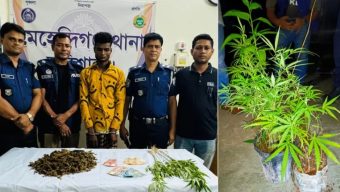 বরিশালে ১৩টি গাঁজা গাছসহ মাদক কারবারি আটক