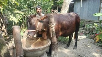 ভোলায় কোরবানির হাট কাঁপাবে ‘জমিদার’