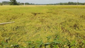 বরিশালে বোরো-মুগসহ ফসলের ক্ষতি ১৫০ কোটি টাকা