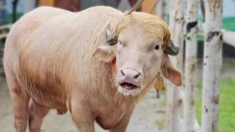 কোরবানির পশুর নাম ‘ডোনাল্ড ট্রাম্প’
