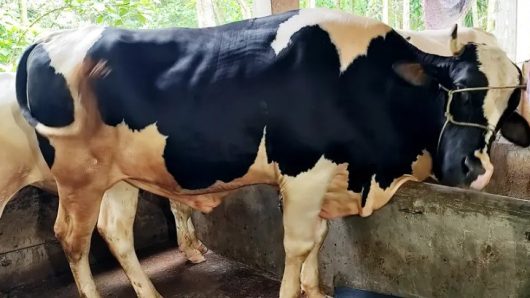 ভোলায় কোরবানির হাট কাঁপাবে ‘কালাচান’ ও ‘সাদাচান’